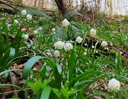 04 Leucojum vernum - Campanelle in fiore